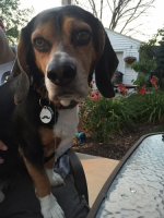 Regal Beagle Brewing Company