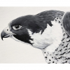 Ferrous Falcon Ferrous Falcon