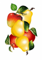 Пиво Грушевый сидр