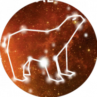 Пиво Average Ginger Bear