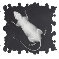 Пиво Like A Pills From Cracking Bones!