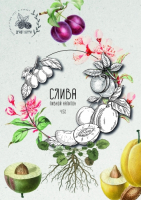 Пиво Draft Berry Слива