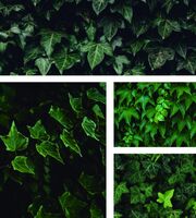 Пиво Hedera Helix Пиво Hedera Helix