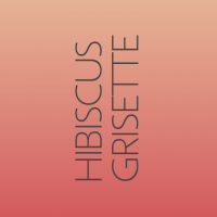 Пиво Hibiscus Grisette