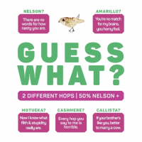 Пиво GUESS WHAT? NELSON + ? | GREEN