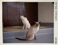 Пиво Locals v3 Пиво Locals v3