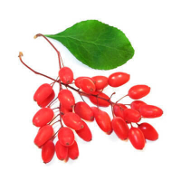 Пиво БАРБАРИСКА