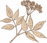 Пиво Ambrée fleur de sureau