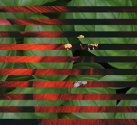 Пиво Rot Und Grün