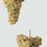 Пиво Six Hands Press