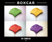 Пиво Oh Ginkgo Пиво Oh Ginkgo