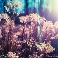 Пиво Florallusion