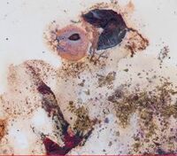 Пиво GRAPPE Blancs 2022 Пиво GRAPPE Blancs 2022