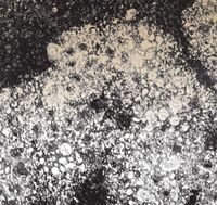 Пиво GRISETTE #1 Пиво GRISETTE #1