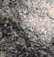 Пиво PECHE 2022 Пиво PECHE 2022