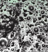 Пиво SAISON MAISON #1