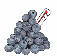 Пиво Blåbärsfeber Пиво Blåbärsfeber