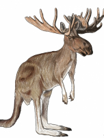 Пиво Kangoose Пиво Kangoose