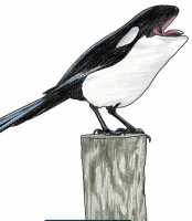Пиво Killer Magpie