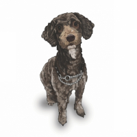 Пиво Sansa Пиво Sansa