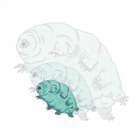 Пиво Tiny & Tough Пиво Tiny & Tough