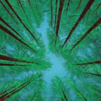Пиво Canopy Cover Пиво Canopy Cover