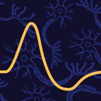 Пиво DDH Action Potential Пиво DDH Action Potential
