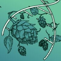 Пиво Derived Trait