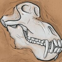 Пиво Fossil Record Пиво Fossil Record