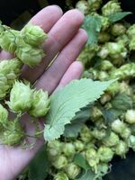 Пиво Homegrown IPA