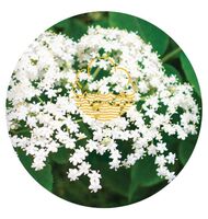 Пиво Spirit Animal Loquat Elderflower Пиво Spirit Animal Loquat Elderflower