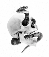 Пиво Black Maiden (Cover Series)