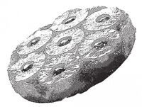 Пиво Pineapple Upside Down Cake