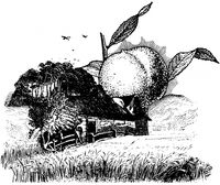 Пиво Ryes And Roll