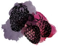 Пиво Sour Blackberry Raspberry Пиво Sour Blackberry Raspberry