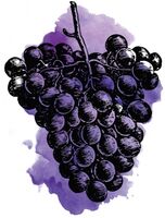 Пиво Sour Concord Grape