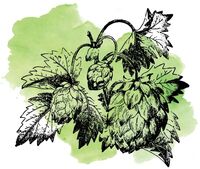 Пиво Sour Flower