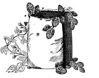 Пиво The Whole Bale: Nelson Sauvin Пиво The Whole Bale: Nelson Sauvin