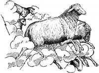 Пиво Thunder Sheep Пиво Thunder Sheep