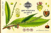 Пиво Цвет Каштана