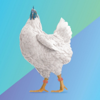 Пиво Cluck It Up