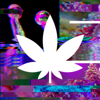 Пиво Gross Critical+