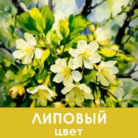 Пиво Липовый цвет