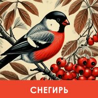 Пиво Снегирь Пиво Снегирь