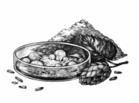 Пиво SKETCH:Brett Barleywine