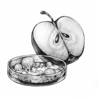 Пиво SKETCH:Brett Cider Пиво SKETCH:Brett Cider