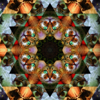 Пиво Catleidoscope 1