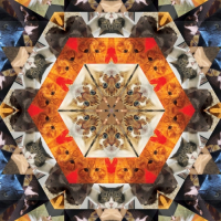 Пиво Catleidoscope 2