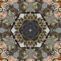 Пиво Catleidoscope 3