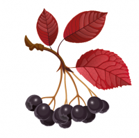 Пиво Post-aronia